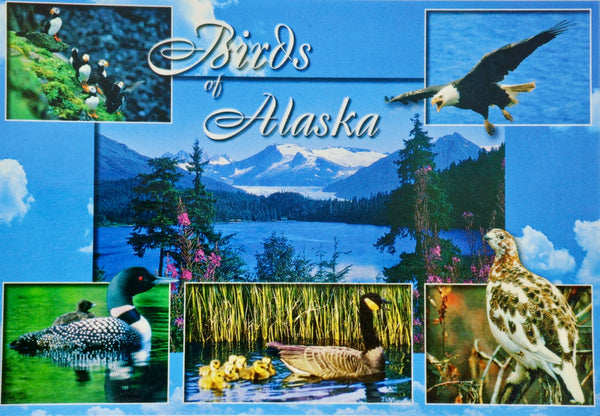 Birds of Alaska Postcard