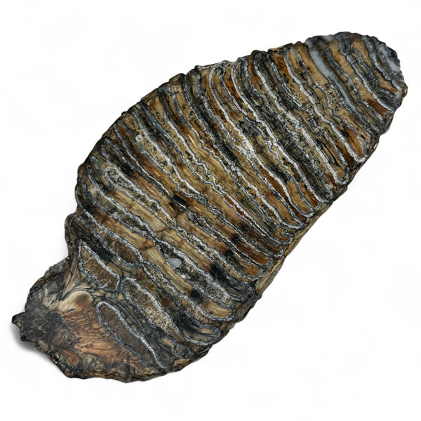 Woolly Mammoth Tooth
