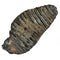 Woolly Mammoth Tooth