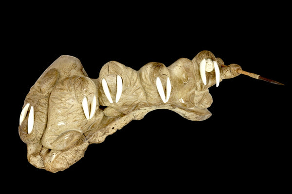 Walrus Jawbone