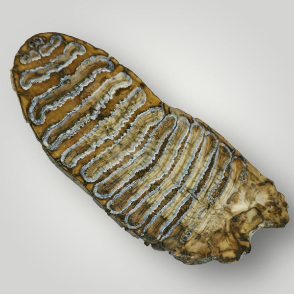 Woolly Mammoth Tooth