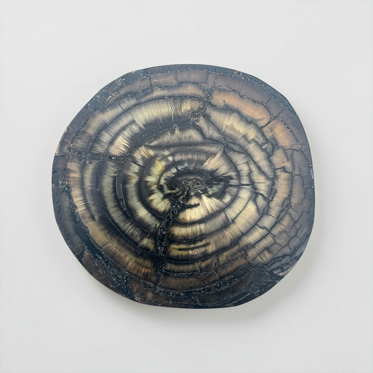 Mammoth Ivory Slice
