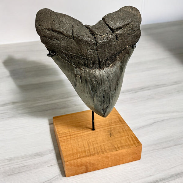Megalodon Shark Tooth