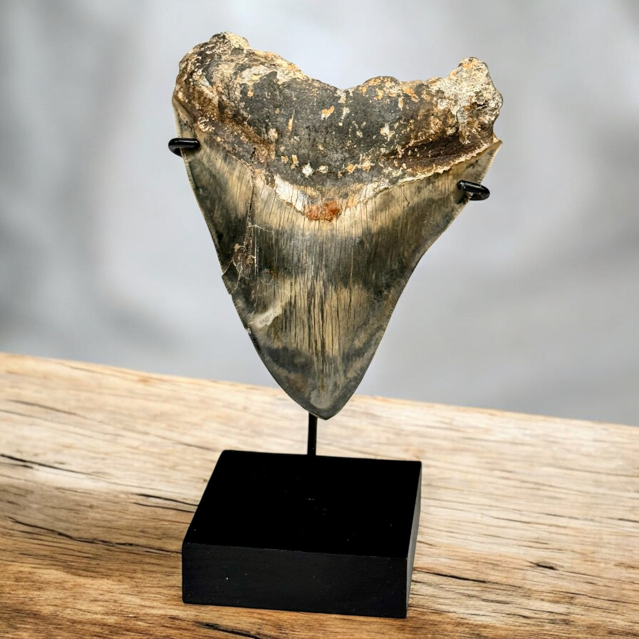 Megalodon Shark Tooth