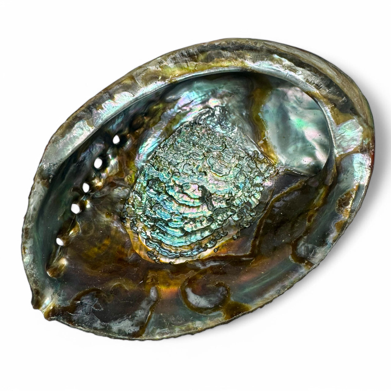 Abalone Shell