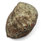 Abalone Shell