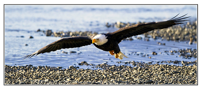 Eagle Incoming Panorama