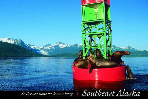 Sea Lions Postcard