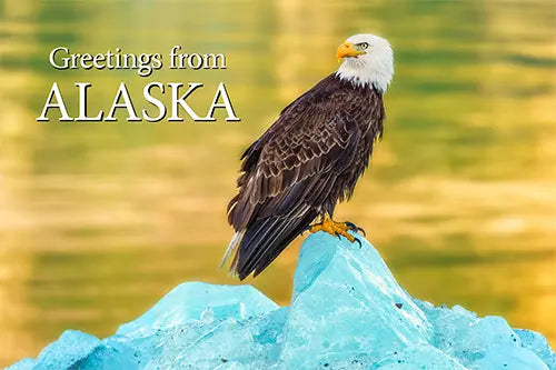 Bald Eagle Postcard
