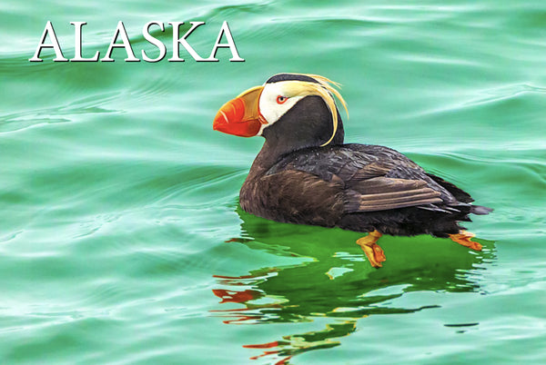 Tufted Puffin Postcard