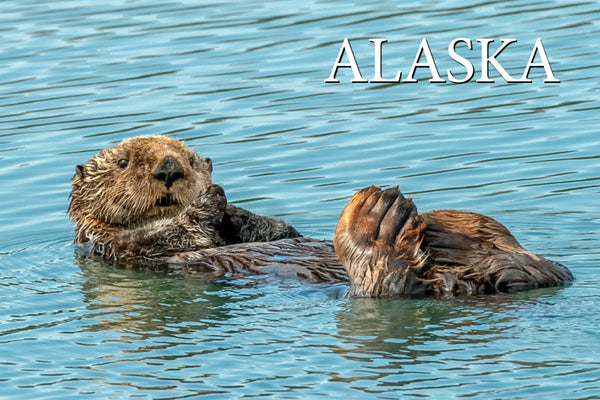 Sea Otter Postcard
