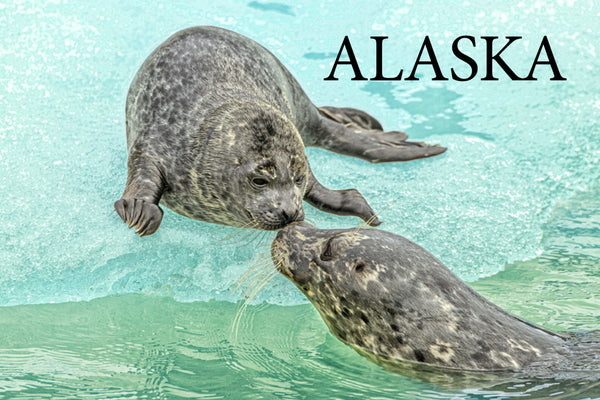 Harbor Seals Postcard