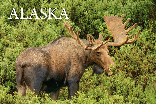 Bull Moose Postcard