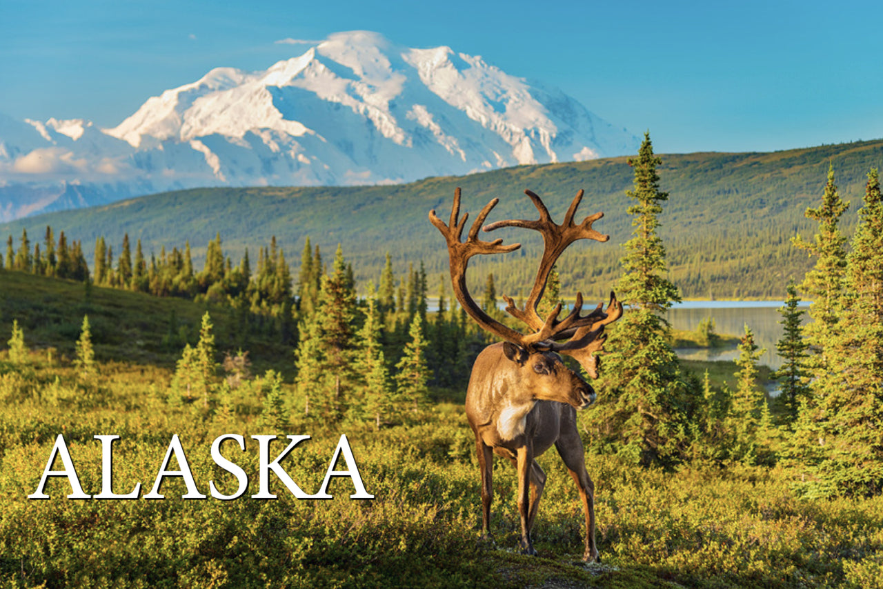 Caribou Alaska Postcard