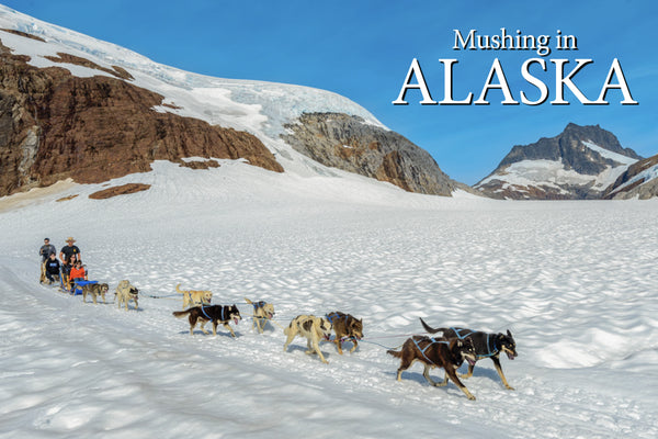 Mushing in Alaska Postcard