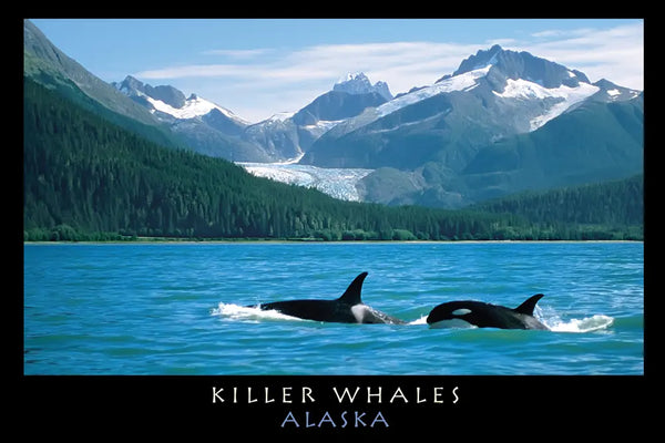 Killer Whales Postcard