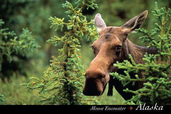 Denali Moose Postcard