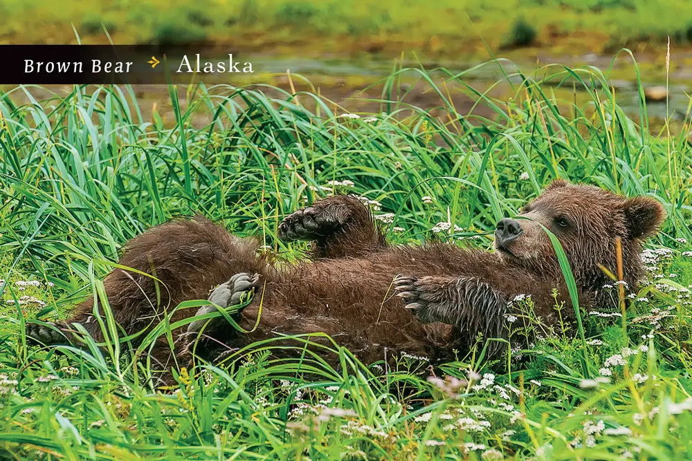Brown Bear Postcard