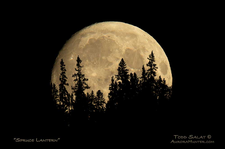 Spruce Lantern