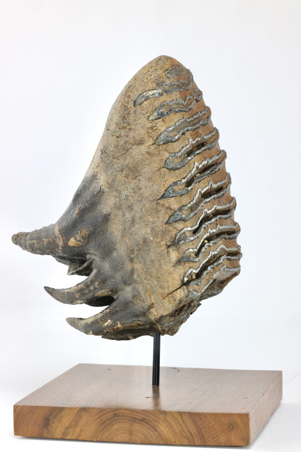 Woolly Mammoth Tooth