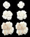Mammoth Ivory Sitka Rose Earrings