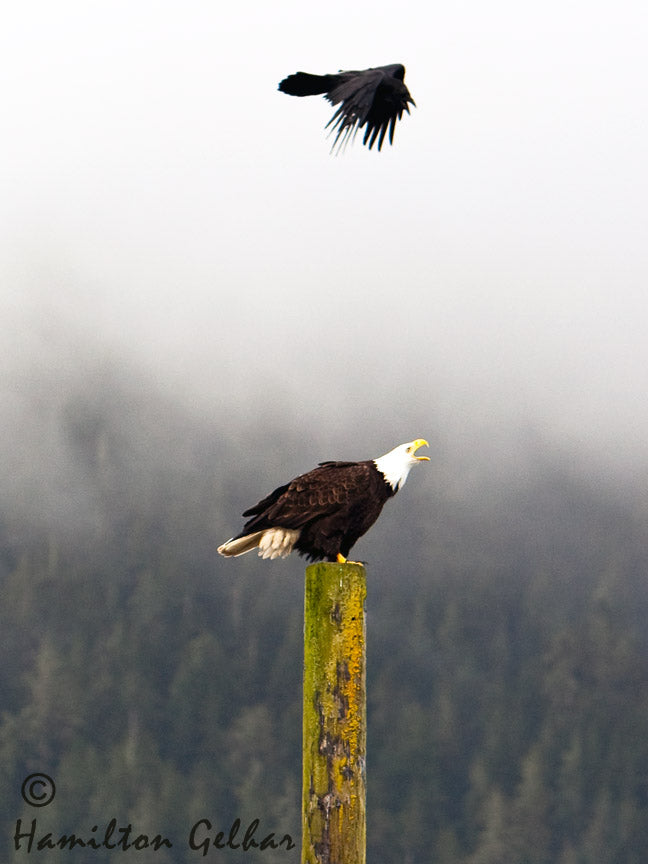 Eagle and Raven Photography – Fish Creek Company