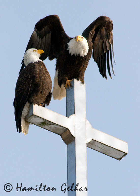freedom eagle tumblr