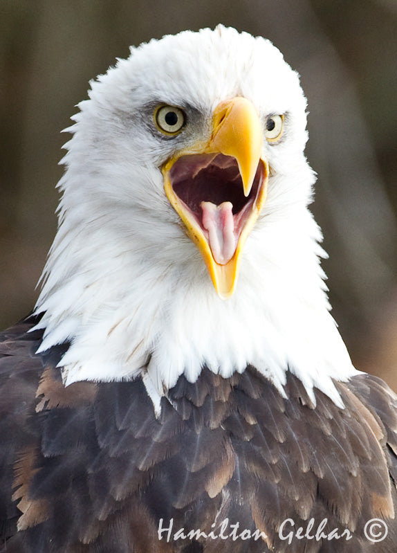 Eagle Screech