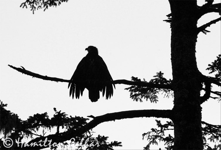 sitting eagle silhouette