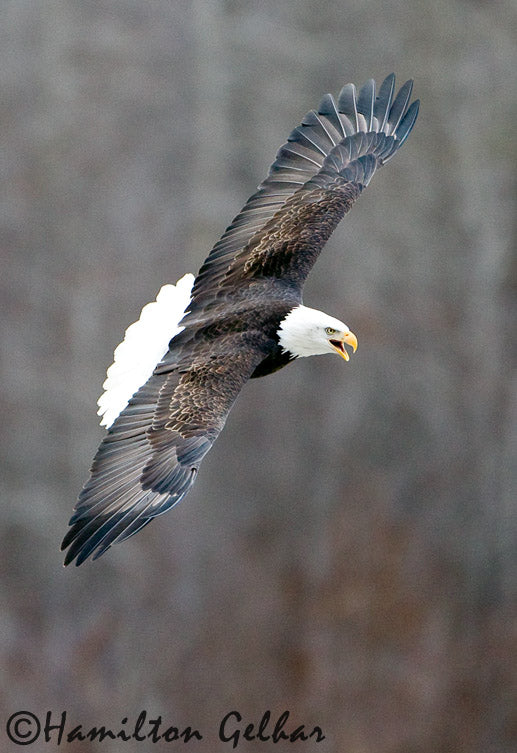 Eagle Soaring