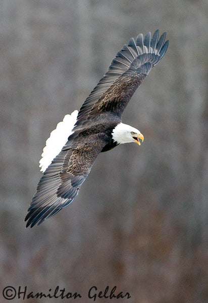 Alaska Eagle Photography – Fish Creek Company