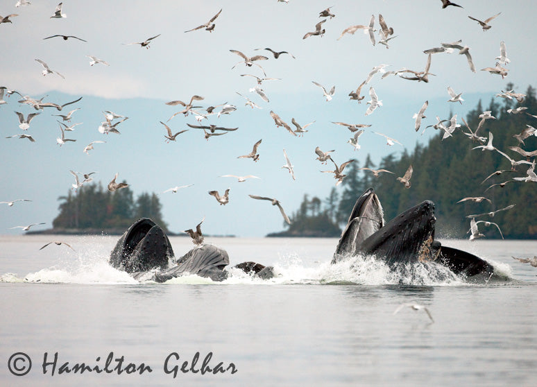 bubble net fishing humpback whales Humpback Whale Bubble Net Photo – Fish Creek Company