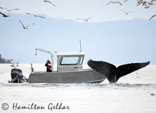 Humpback Whale Macro Photography