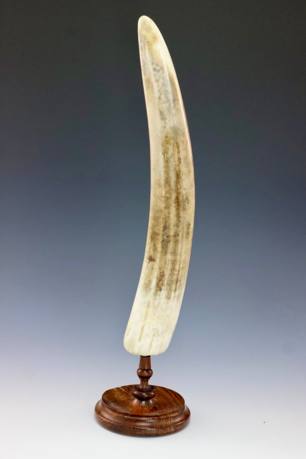 Fossil Walrus Ivory Tusk