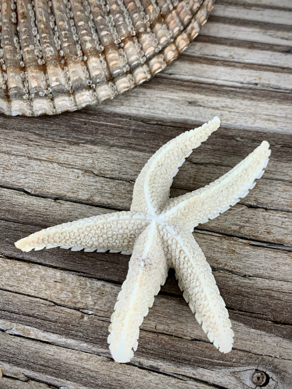 Antler Starfish Carving
