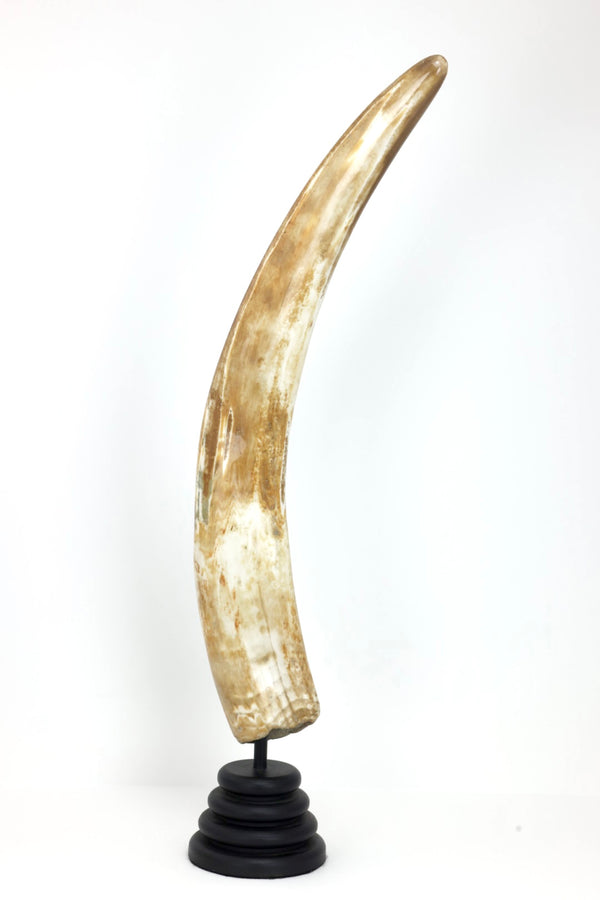 Fossil Walrus Ivory Tusk