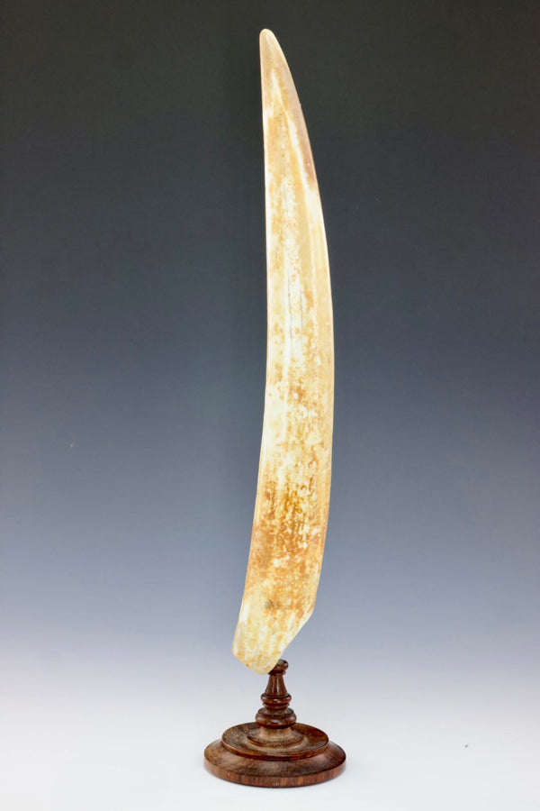 Fossil Walrus Ivory Tusk