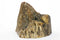 Fossil Walrus Ivory Slice