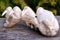 Walrus Jawbone
