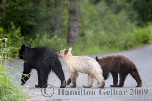 About Black Bears